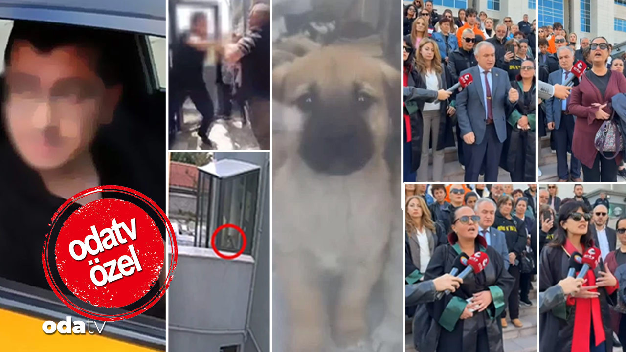 kopekleri olduren doktorun cezasi belli oldu asla yeterli degil sabikasi yok indirimi doktorluktan men edilmeli FIZ6RvuF.jpg