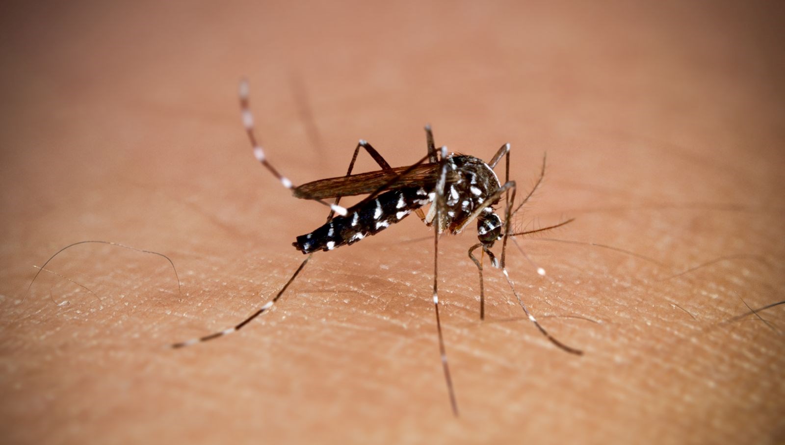 new yorkta alti yil sonra ilk chikungunya vakasi goruldu mZRAjr6C.jpg