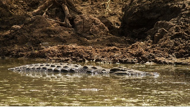 timsah savaslari grumeti ve mara 26 ekim pazar 2000de national geographic wild ekranlarinda mOytsXsk.jpg