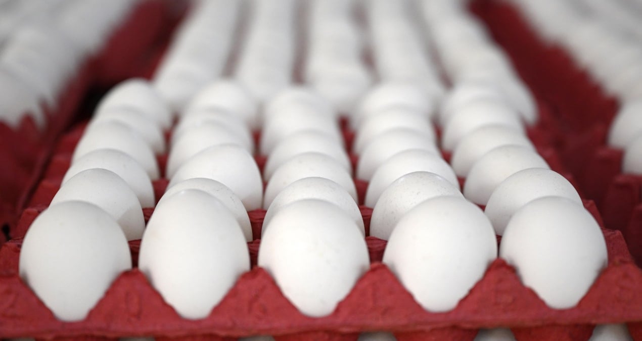 yumurtaya zam gelecek mi en yetkili isim acikladi qFi5yUXF.jpg