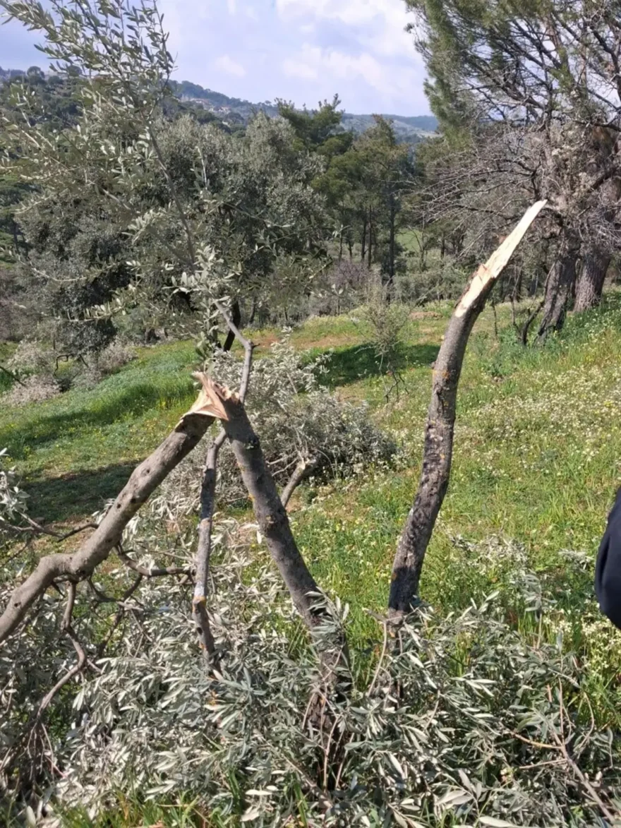 Koçarlı’da Ağaç Kesimi Skandalı: 700 Ağaç Yok Oldu