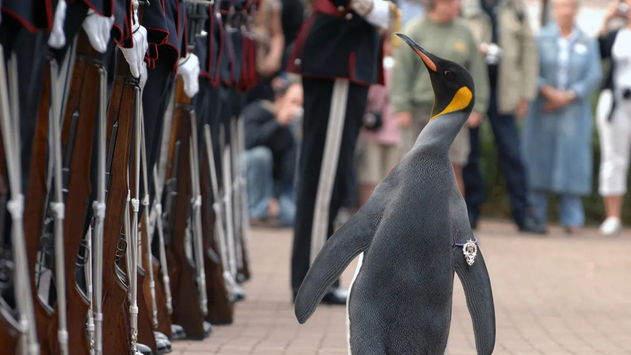 Nils Olav: Bir Penguenin Askeri Serüveni ve Şövalye Unvanı