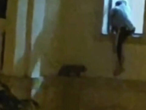 Mardinde yurek isitan anlar mahsur kalan kedi icin seferber oldular TxH5GU5M
